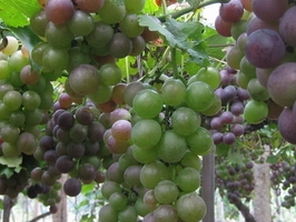 �c���鿴Ԕ��